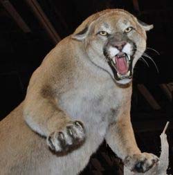 Protect Yourself from Mountain Lion & Cougar Attacks
