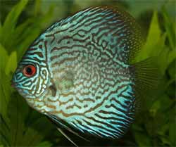 Discus Fish for Sale